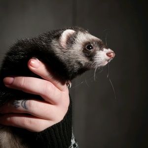 Meet your Posher, Mika